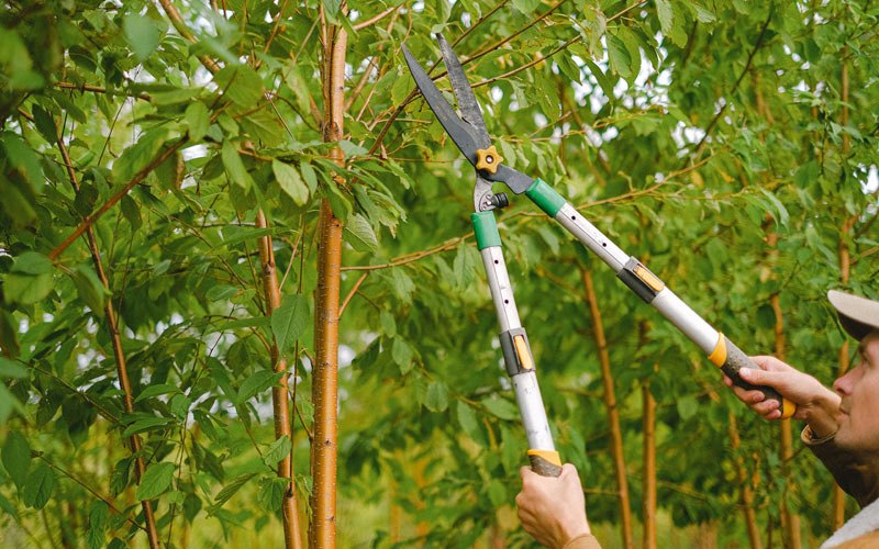 Tree trimming in Mulino, OR